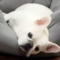 ママのお出迎えは適当にすませる犬→パパが帰宅した結果…あまりにも切ない『あからさますぎる対応の違い』に爆笑「ツンデレかな？」「可愛いｗ」