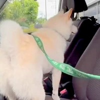犬と別々で散歩に出発→『車でママが待っている』と勘違いして…心配のあまり見せた『まさかの行動』に感動「涙が止まらない」「家族想い」