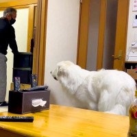 おじいちゃんが『超大型犬に愛され過ぎた』結果→部屋を出た瞬間に…慌てて見せた『必死の捜索』が796万再生「ストーカーで草」「羨ましいｗ」