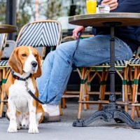 犬との生活が快適に送れる『街の特徴』3つ　暮らしやすい理由や選ぶときのポイントをご紹介