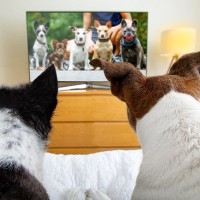 犬がテレビを見ているときの心理５選　映像に反応する理由や見せる際の注意点まで解説