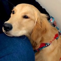 大型犬のブラッシング中、脚にしこりを発見→『腫瘍かも』と病院に行ったら…『まさかの診断結果』が69万再生「爆笑した」「アスリートで草」