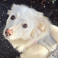 犬の散歩中に『工事現場の横を通ろうとした』結果→作業員から言われた『まさかの一言』に23万いいね集まる「ほっこり」「優しい警備員さん」