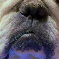 ２日間はなればなれだった犬のもとへ帰宅→『飛び跳ねて喜ぶかな』と思ったら…予想を裏切る『まさかの対応』に爆笑「待ちくたびれたのかも」