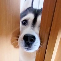 『大変です…！』とハスキー犬が呼びに来たので、ついて行った結果→子猫が…想定外の光景が197万再生「賢くて可愛い」「仲良すぎ」と大絶賛