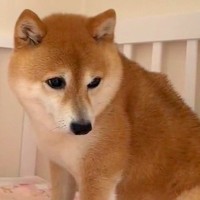 生まれたばかりの赤ちゃんと『目を合わせられなかった犬』…素敵すぎる『現在の光景』に反響「ずっと近くにいる」「大切な家族と認識してる」