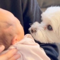 生まれたての赤ちゃんと初めて会った犬→気づいた瞬間…素敵すぎる『まさかの反応』に「優しいお兄さんに見えてきた」「成長が楽しみ」と反響