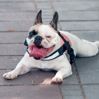 犬が『舌を出しっぱなし』にする理由6つ　病気のリスクから対処法まで解説