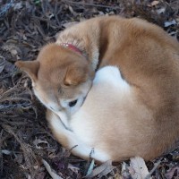 犬が寒いと感じているときの『寝方』５選　今すぐ実践できる安眠のための防寒対策とは？