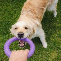 犬と一緒にできる『脳トレ』５選　愛犬を満足させる簡単な遊びやトレーニングのメリットまで