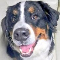 笑顔が可愛い大型犬→寝顔を撮影した結果…同じ犬とは思えない『表情の違い』に1万いいね集まる「天使と悪魔ｗｗ」「怖かわいい笑」と爆笑