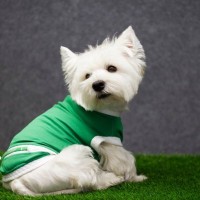 犬が苦手に感じている『NGアイテム』5つ　嫌がる原因から飼い主にできる対策術まで