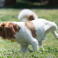 犬の散歩中に『おしっこ』をしたらどうすべき？正しい処理方法や注意点まで
