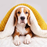 犬の『冷え性』どんな症状？寒さに苦しんでいるときにみせる行動や病院へ行くべきサインまで