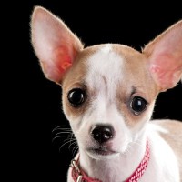 犬が『涙を流す』心理４選　どんなときに泣いてしまうの？考えられる病気まで