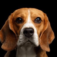 犬が大嫌いな『ニオイ』5選　日常に潜む避けるべき匂いや嫌がっているサインまで