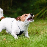 犬が『ムシャクシャ』しているときの行動5つ　不満を抱える心理から解消するコツまで
