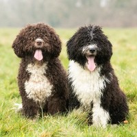 『くるくるの毛』が特徴的な犬種5選　種類別の魅力や飼育するときのコツもご紹介