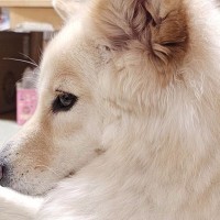 床で伏せをする犬→『おてて』を見てみると…想像と違いすぎる『まさかの体勢』に49万いいね集まる「クセ強すぎｗｗｗ」「可愛すぎて声出た」