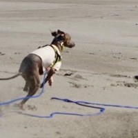 海辺を犬と散歩する男性→スピードについていけず…爆笑必至な『衝撃の展開』に7万いいね集まる「芸術的で草」「漫画でしか見たことないｗｗ」