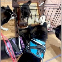 赤ちゃん柴犬を飼った結果→5匹の先輩柴犬たちが…もはや圧迫面接？クセが強い『熱烈大歓迎』をする光景が14万再生「凄い圧ｗ」「柴まみれｗ」