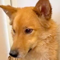 氷点下の真冬日に『5日間さまよった保護犬』→ガリガリに瘦せていて…当時が嘘のような『現在の光景』が10万再生「どんな思いで…」「泣けた」