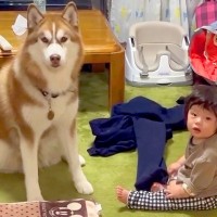 おばあちゃんに叱られた『赤ちゃんと大型犬』が、次の瞬間…まるで『本当の姉弟』のような行動が259万再生「タイミングがｗ」「仲良しすぎ」