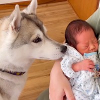 出産のため1週間ぶりに帰宅→大型犬が赤ちゃんを見た瞬間に…『はじめましてのご挨拶』が泣けると104万再生「ずっと見守ってる」「尊い」