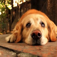 犬の『飼育放棄』につながる原因4つ　飼う前に確認すべきことや飼い主としての責任まで