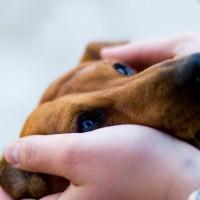 犬を『不安な気持ち』にさせないための対策5つ　安心させるコツから飼い主が心がけるべきことまで