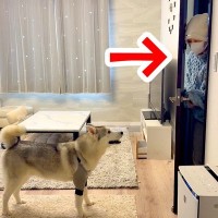 ハスキー犬が『入院していた飼い主と再会した』結果…深い絆を感じる『おかえりなさいの瞬間』が186万表示「我慢してて偉い」「可愛いし尊い」