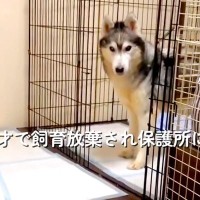 8歳で飼育放棄された『ガリガリの大型犬』を保護→現在の家族と出会い…精一杯生きた『6年間の証』に涙が止まらないと87万再生「素敵な家族」