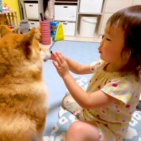 2歳の女の子が『雷を怖がる豆柴』に…自分も怖いはずなのに見せた行動が41万再生「どっちも愛おしくて泣ける」「素敵な関係性」と感動の声