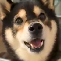 『お散歩に行かせろ』と圧をかけてくる犬→ご飯の時間になると…もはや別犬な『態度の豹変』が24万再生「鳴き方が違うｗ」「声可愛すぎ」