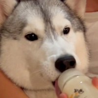 赤ちゃんが家にきて兄になった大型犬→なぜかミルクの時に…『赤ちゃん返りする光景』が可愛すぎると109万再生「ビッグベイビーｗ」「人間？」