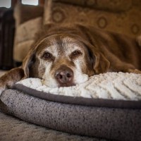 高齢犬が『夜に寝ない』ときに考えられる原因4つ　健康的な生活サイクルを取り戻す対処法も解説