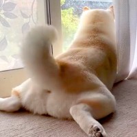 朝、窓際でお兄ちゃんの帰省を待つ犬→喜びすぎてしまい…再会した瞬間の『可愛すぎる行動』が187万再生「ブン回しｗｗ」「飛べそう」と反響