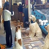 1日2日で外出→犬とのお留守を『娘に任せた』結果…カメラに映った『衝撃のやり取り』が432万再生「かっこよすぎて草」「カリスマ指導者ｗ」