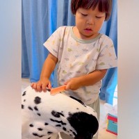 犬と仲良しな３歳の女の子→ブラッシング中、なぜか心配そうな表情を浮かべて…想定外な『まさかの一言』に爆笑「子供の発想はかわいすぎる」