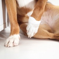 犬が『足を痛めている』ときに見せるサイン4つ　危険な症状や飼い主がとるべき対処法とは