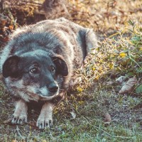 不安になっている犬を『安心させる』5つの方法　心が落ち着かなくなってしまう理由や注意点まで