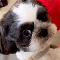 『こんなにも可愛らしい犬が…』シャンプーの様子を送ってもらった結果→『衝撃的な表情』が115万再生「笑いとまらんｗｗ」「ほんとに誰ｗ」