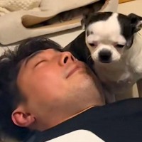 旦那のことが大好きな犬→目の前でイチャイチャしようとしたので見ていたら…まさかの『気遣いをみせる姿』に「シパシパの目がｗｗ」と爆笑