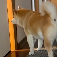 赤ちゃんが泣くと、部屋の外にいた犬が…心配して見せた『まるでお兄ちゃんのような行動』が11万再生「報告しに来るの可愛い」「惚れちゃう」