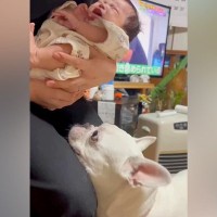 家に来た赤ちゃんを見た犬→想像以上に嬉しそうで…心の底から癒される『はじめましての光景』に反響「面倒見たいんだろうね」「見守りお願いね」
