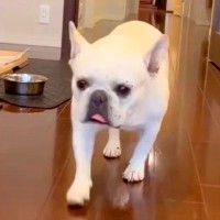 お父さんから『犬に愛されている様子』が送られてきたので、対抗した結果…切なすぎる『態度の豹変っぷり』に爆笑「はっきりｗ」「可愛い」