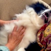 スーパーからお母さんが帰宅→犬がピーピー鳴きながら大喜びして…思った以上の『熱烈大歓迎』が話題「甘えん坊炸裂」「待ってたのね」