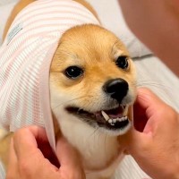 『今からマクドナルドの配達が来るから、吠えちゃダメ』と犬にお願いした結果→コント過ぎる光景が335万再生「爆笑した」「キレイなオチｗ」