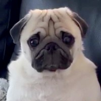 ソファで人間みたいに座っている犬→話しかけると…思った以上に『貫禄がある光景』が13万再生「着ぐるみおじさんｗ」「仲間を見つけた気分」