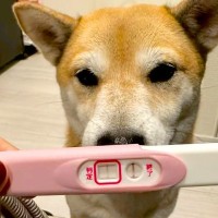 ママの妊娠を支えた2匹の犬→『出産後、赤ちゃんと仲良くなれるか』心配していたら…尊すぎる『はじめまして』が12万再生「素敵」「優しい」